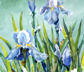 Irises Ján Mišun / Kosatce
