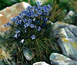 Bluebells on the rock Ján Mišun / Zvončeky na skale